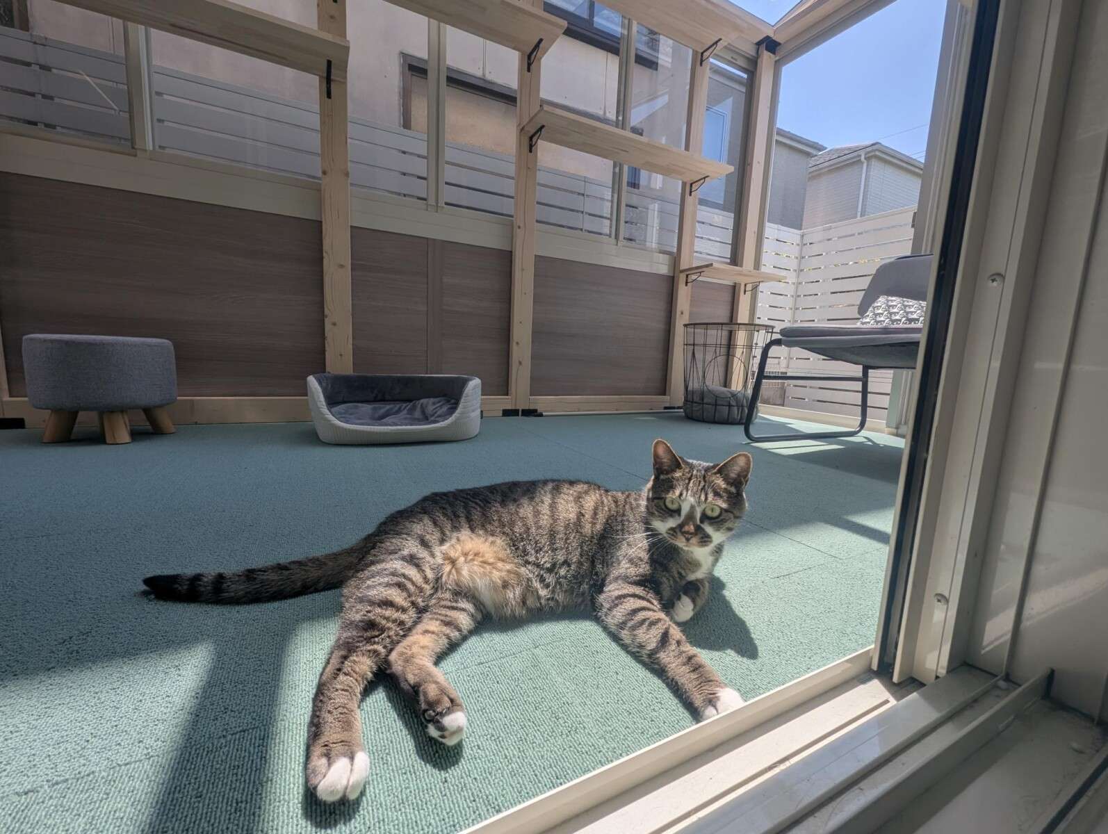 室内からガーデンルームに出入りする猫の様子