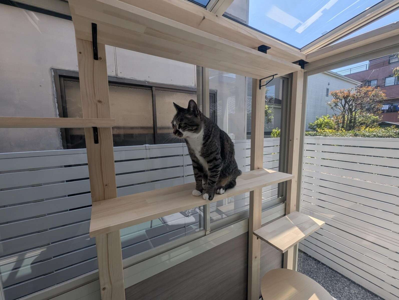 ガーデンルーム内のキャットウォークの棚でくつろぐ猫の様子