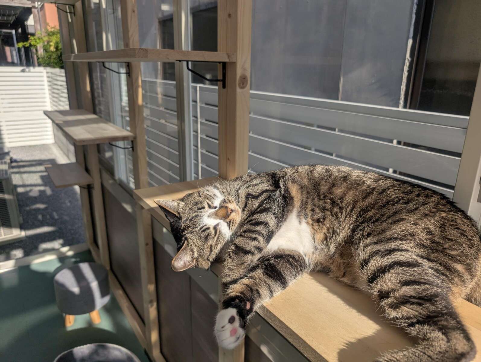 ガーデンルーム内のキャットウォークでくつろぐ猫の様子