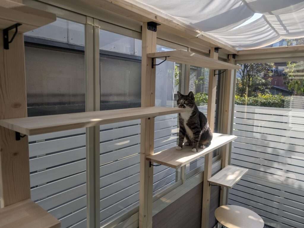 ガーデンルーム内のキャットウォークの棚でくつろぐ猫の様子