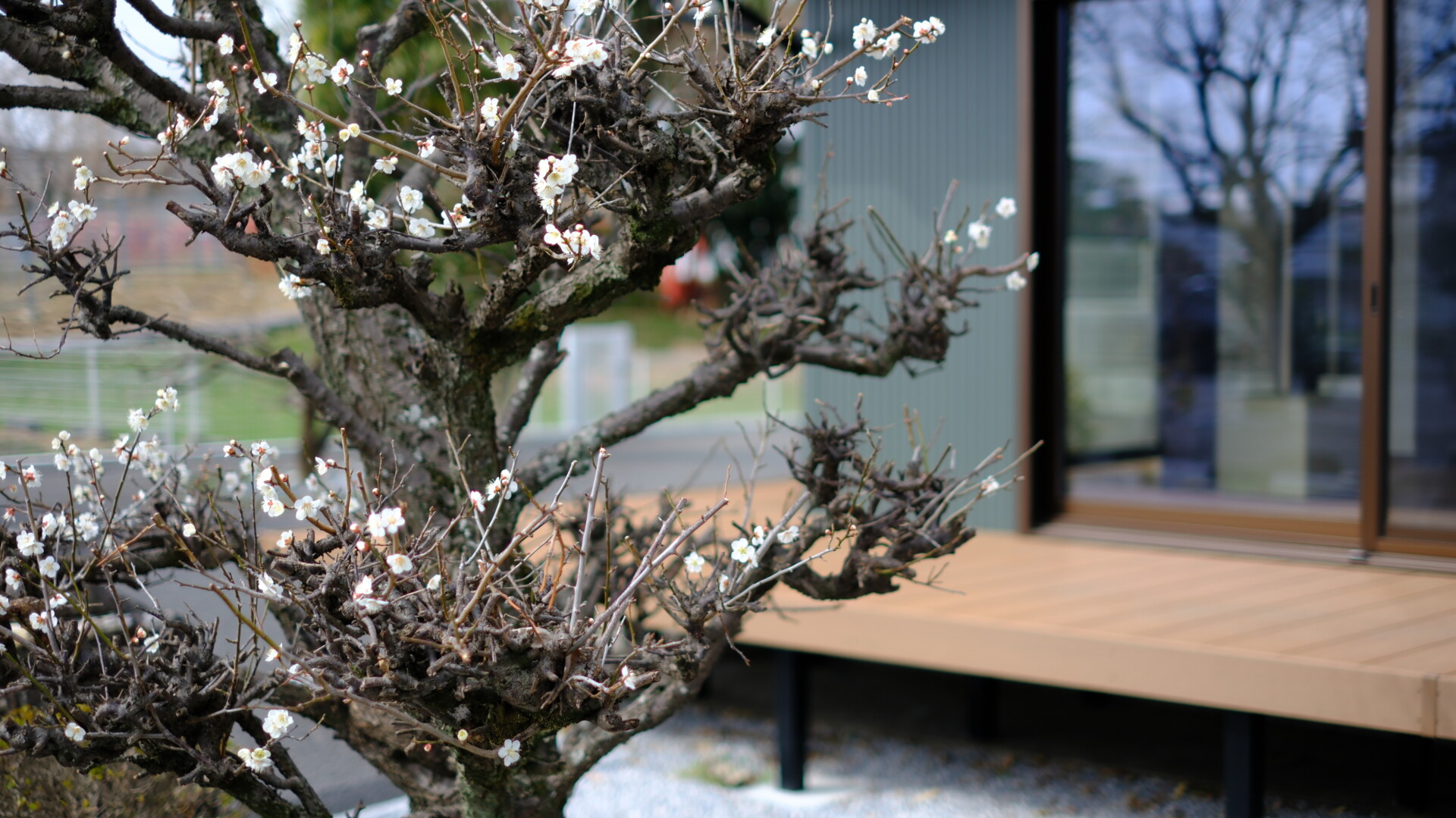 剪定された梅の木のアップ