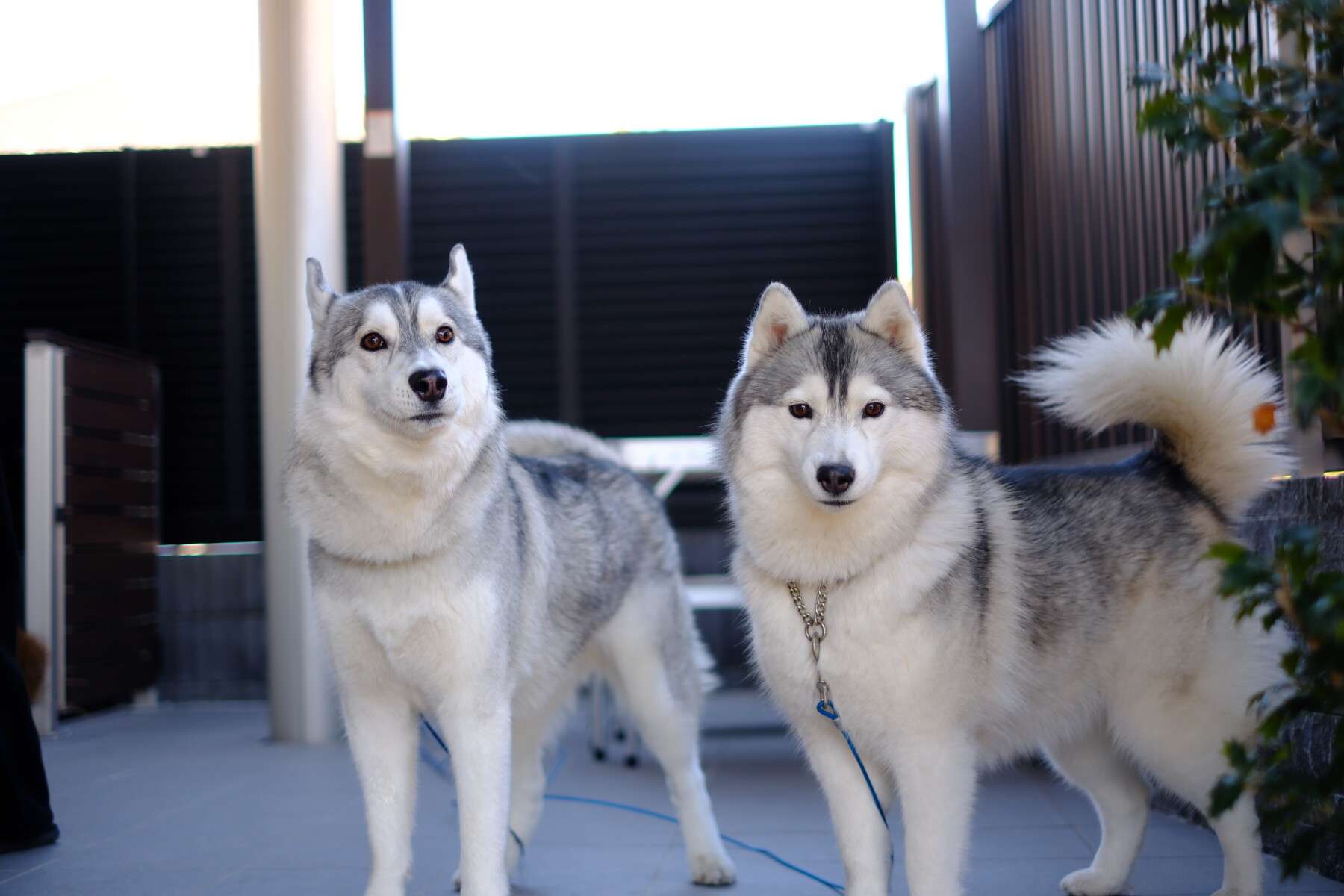 リビング前のタイルデッキで愛犬がくつろぐ様子。目隠しフェンスと屋根付きスペースが快適さを演出