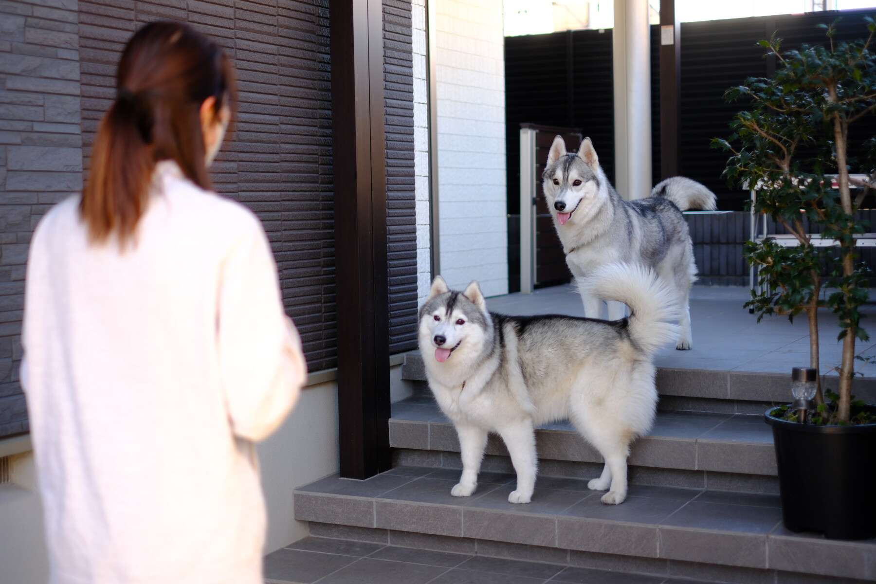 ペットが庭で遊ぶ様子をリビングから眺められるよう設計された川口市の外構リフォーム