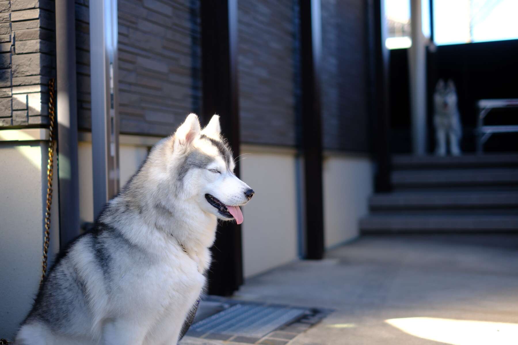 大型犬用のポールにつながれ立水栓のそばでくつろぐ愛犬