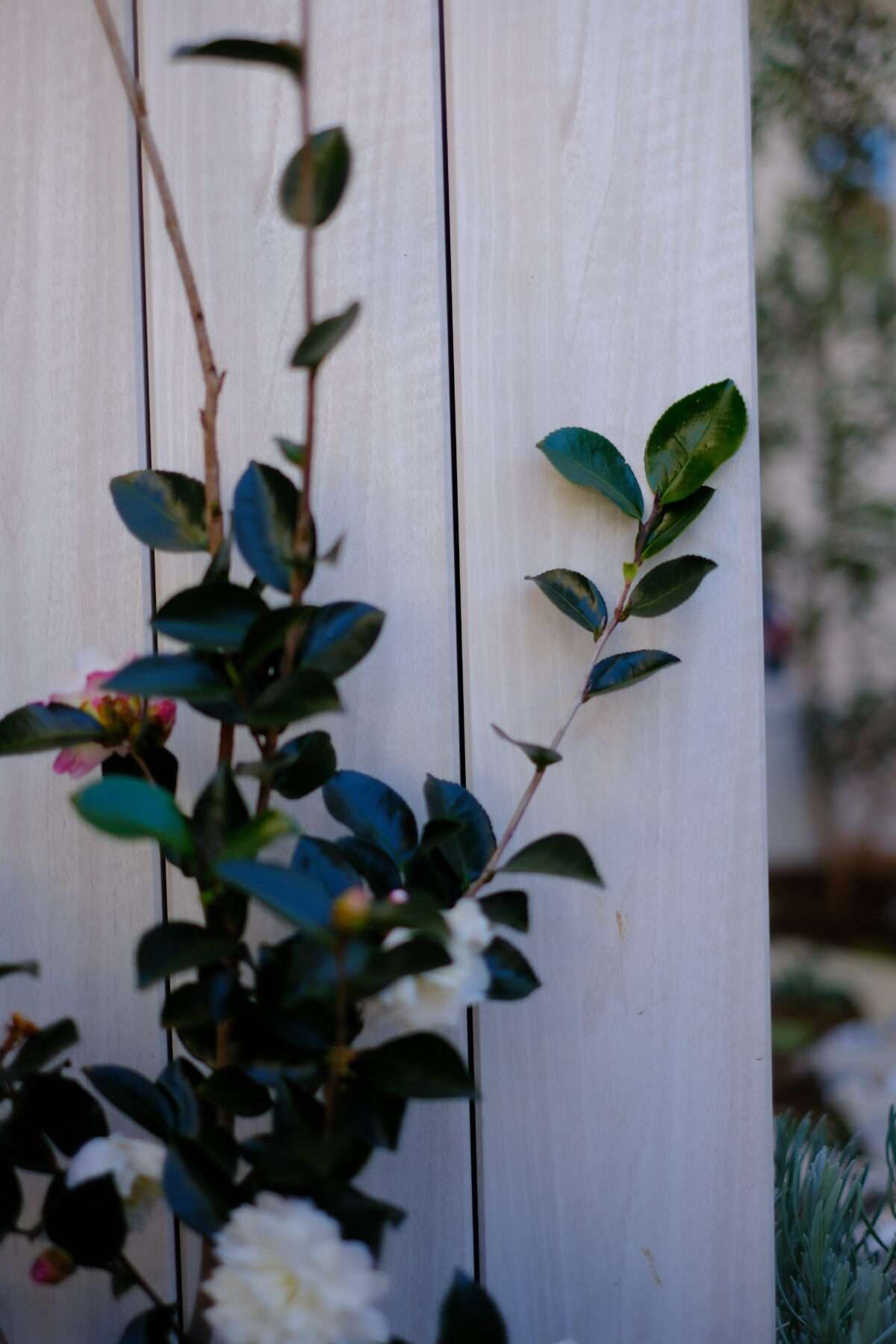ホワイト色の枕木調の角材と植栽のコントラスト