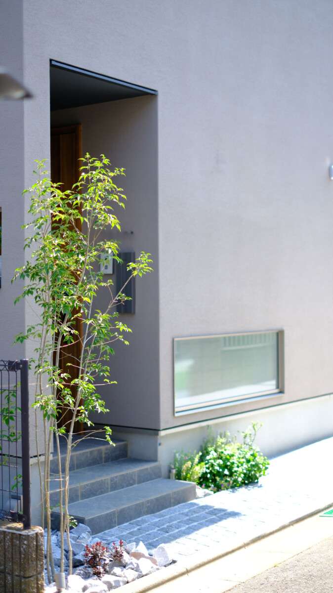 アオダモとローズマリーを配した玄関の植栽