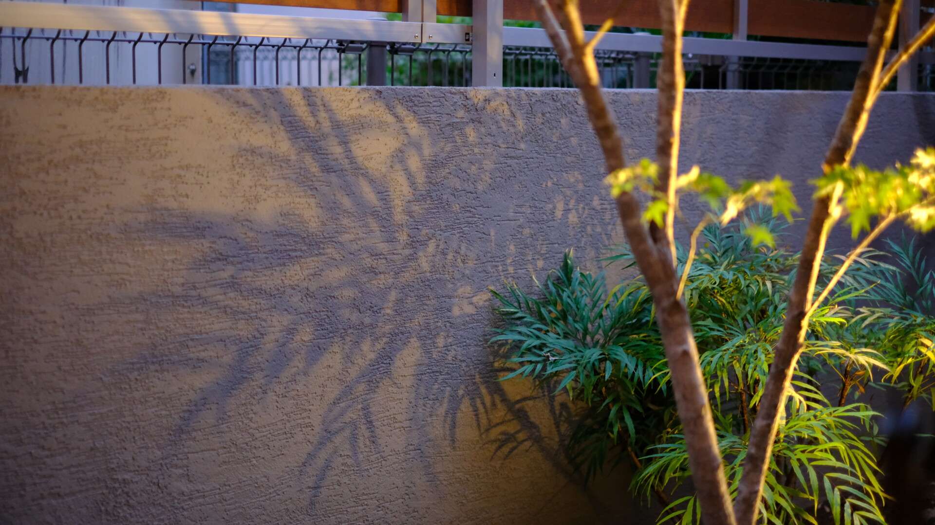 ライトアップされた植栽の陰影が浮かぶ夜の坪庭