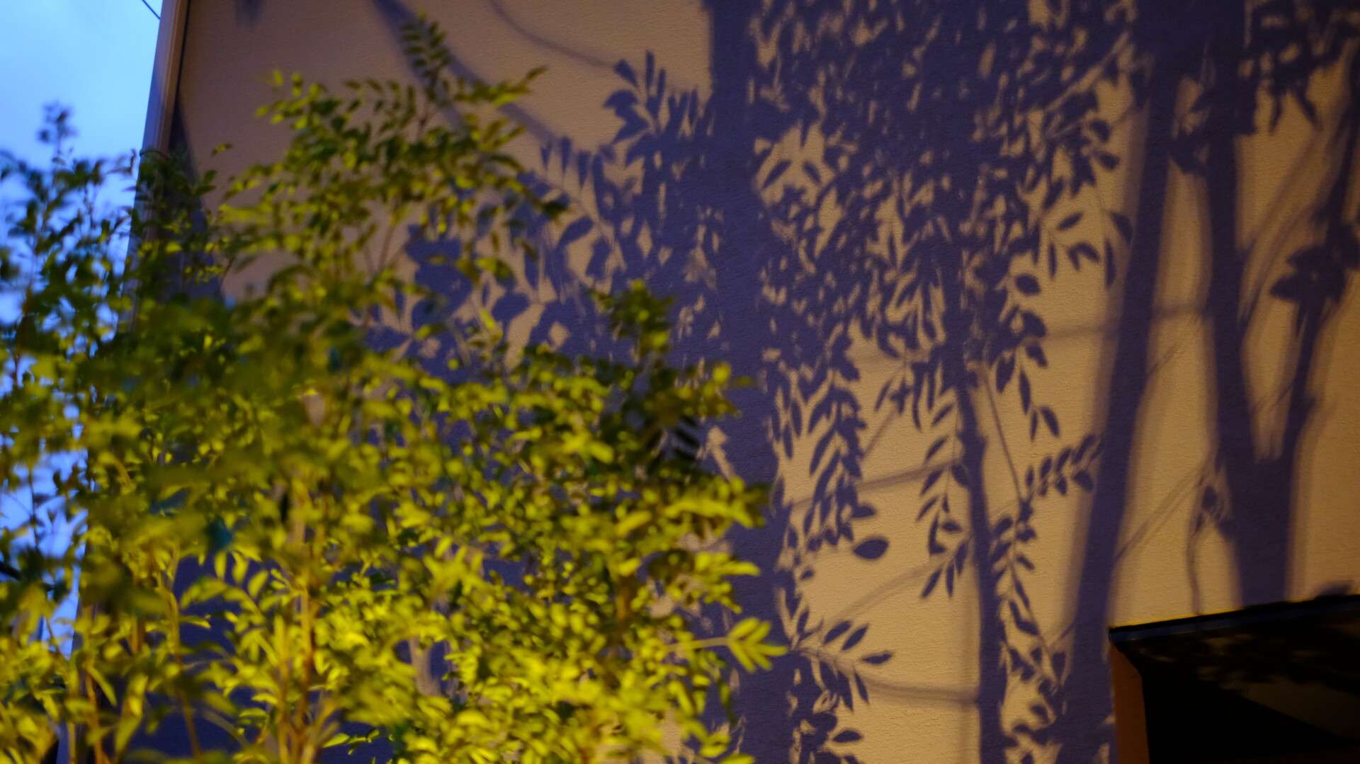 ライトアップされた植栽の陰影が浮かぶ夜の坪庭2