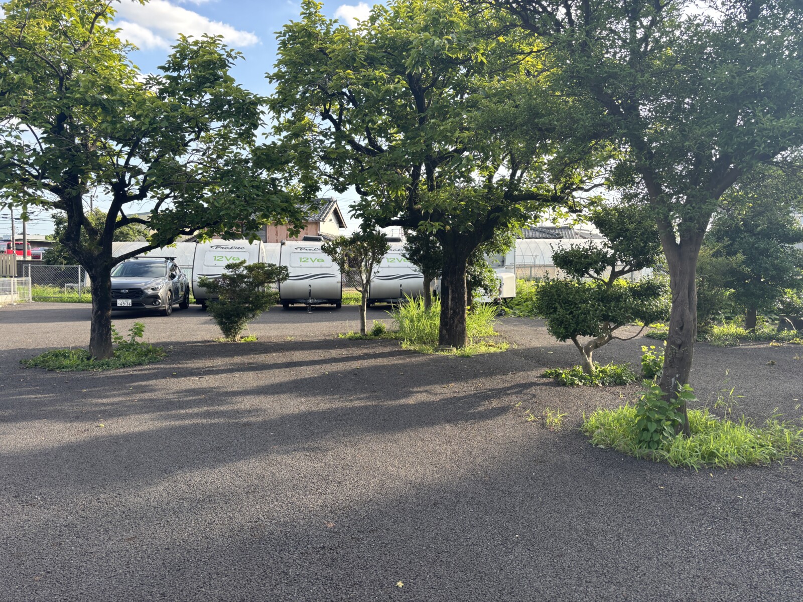 植木の足元に雑草が生い茂ったbefore写真