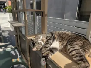 ガーデンルーム内のキャットウォークでくつろぐ猫の様子